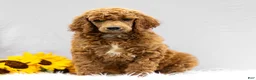 Standard Poodle dogs for sale: Melody - Ad 3