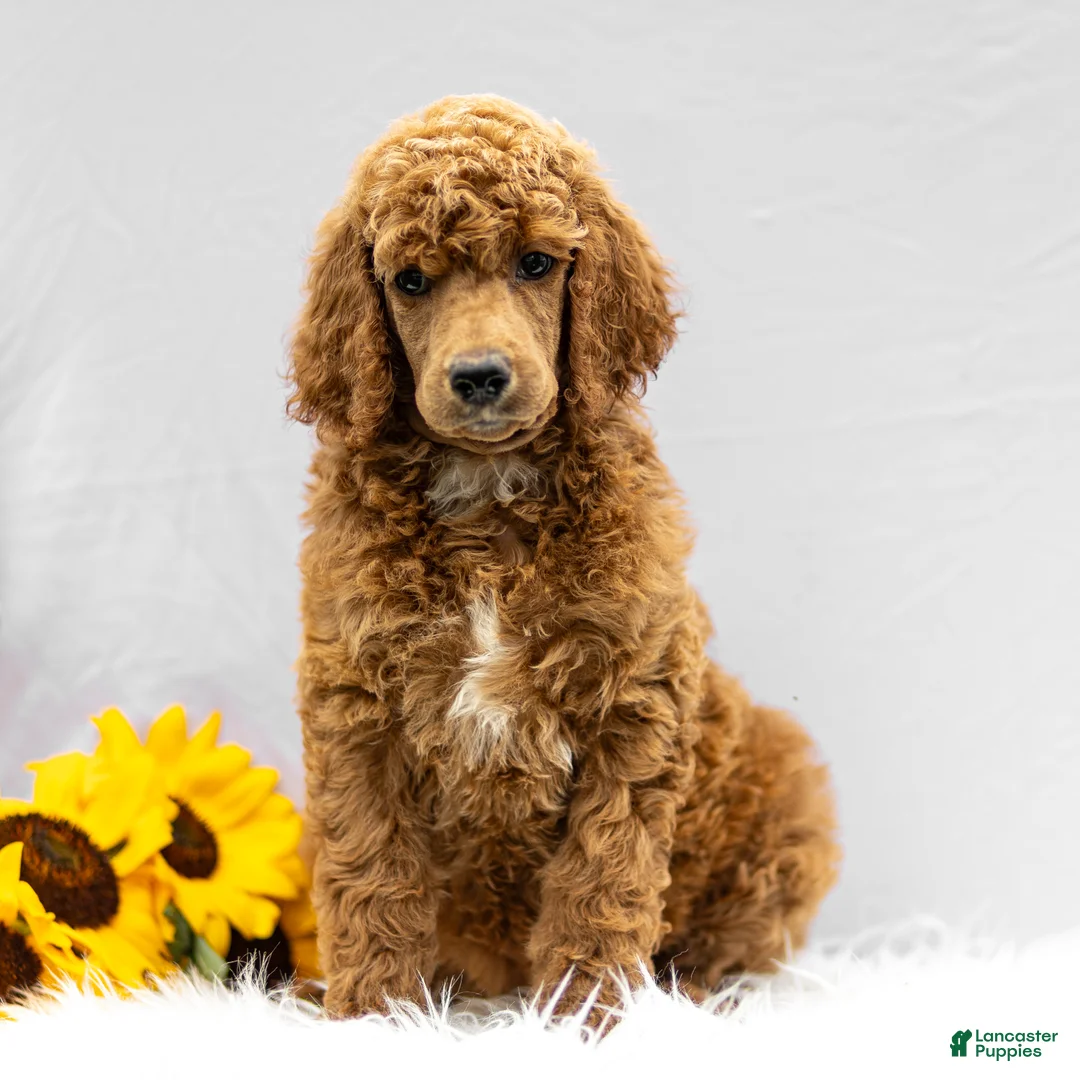 Standard Poodle dogs for sale: Melody - Ad 16