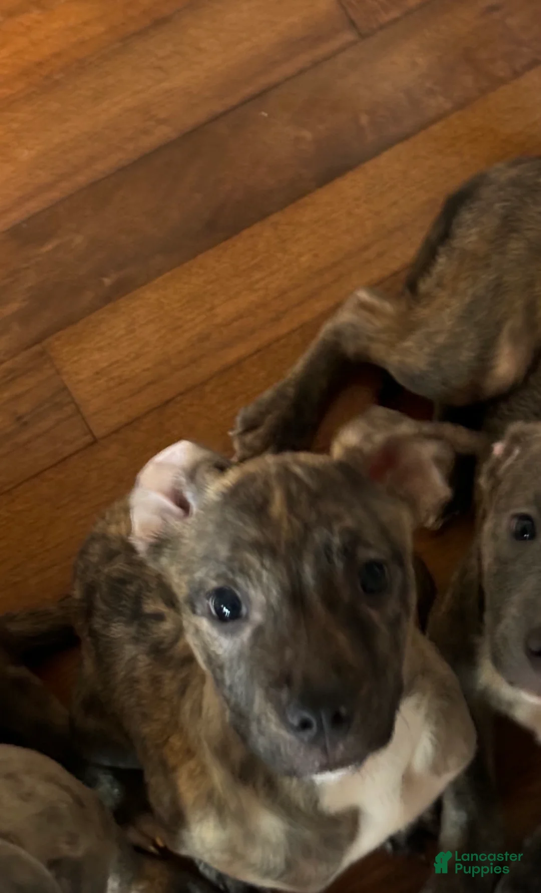 American Staffordshire Terrier dogs for sale: American Staffordshire Terrier Puppy 1 - Ad 1