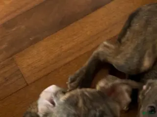 American Staffordshire Terrier dogs American Staffordshire Terrier Puppy 1 - Ad 2