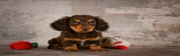 Miniature Dachshund dogs for sale: Sophie - Ad 12
