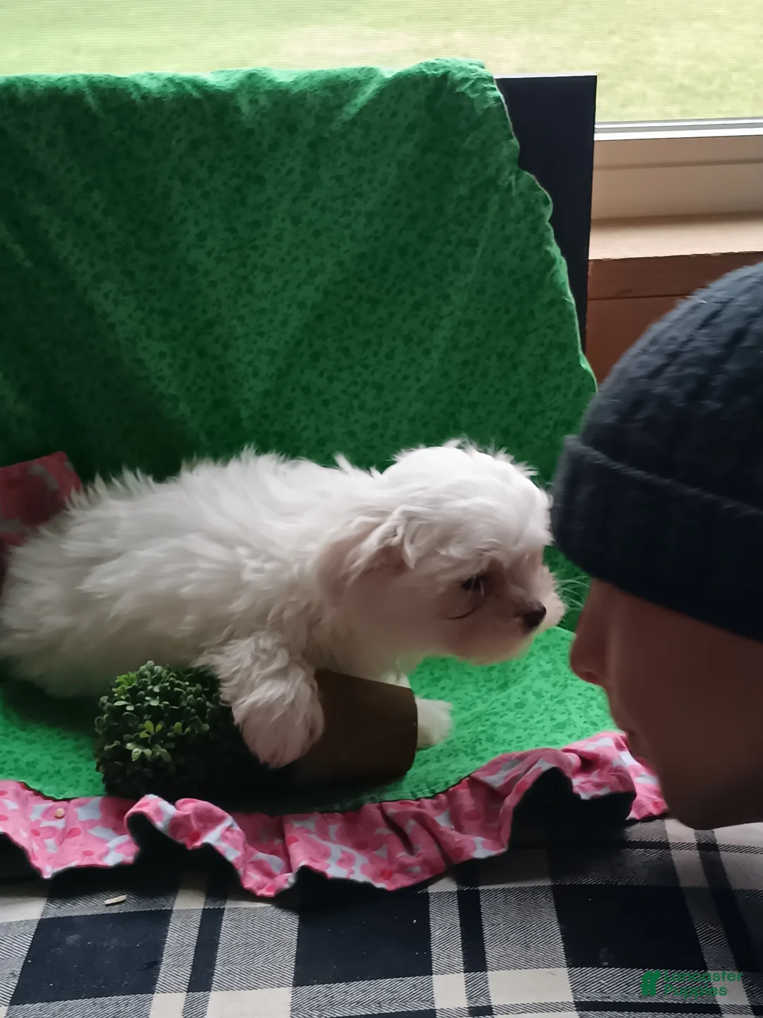 Maltese dogs for sale:  Puppy 2 - Ad 1