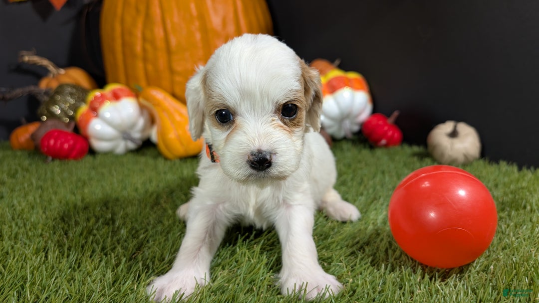 Cavapoo dogs for sale: Cavapoo Puppy 6 - Ad 2