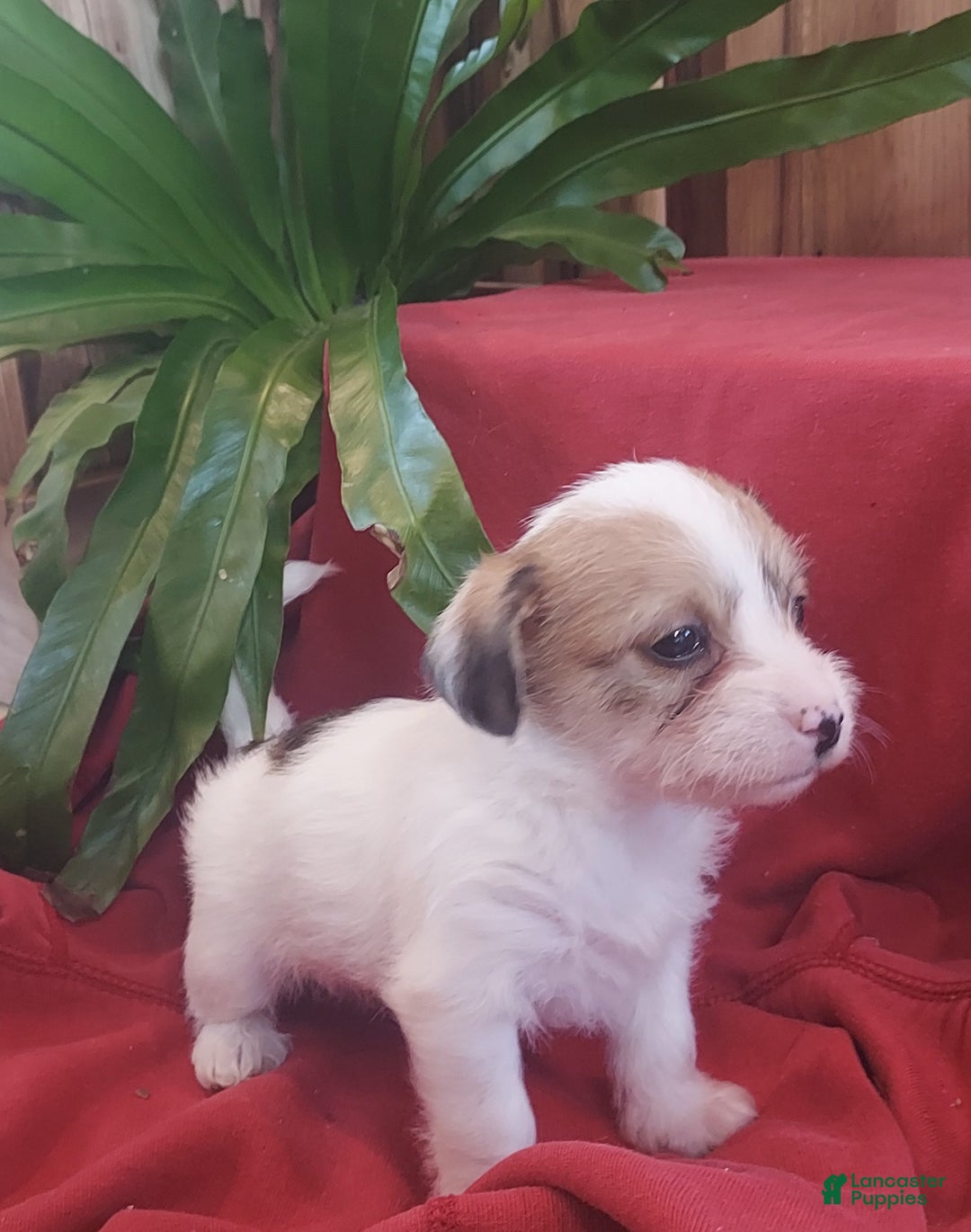 Jackapoo dogs for sale: Holly - Ad 9