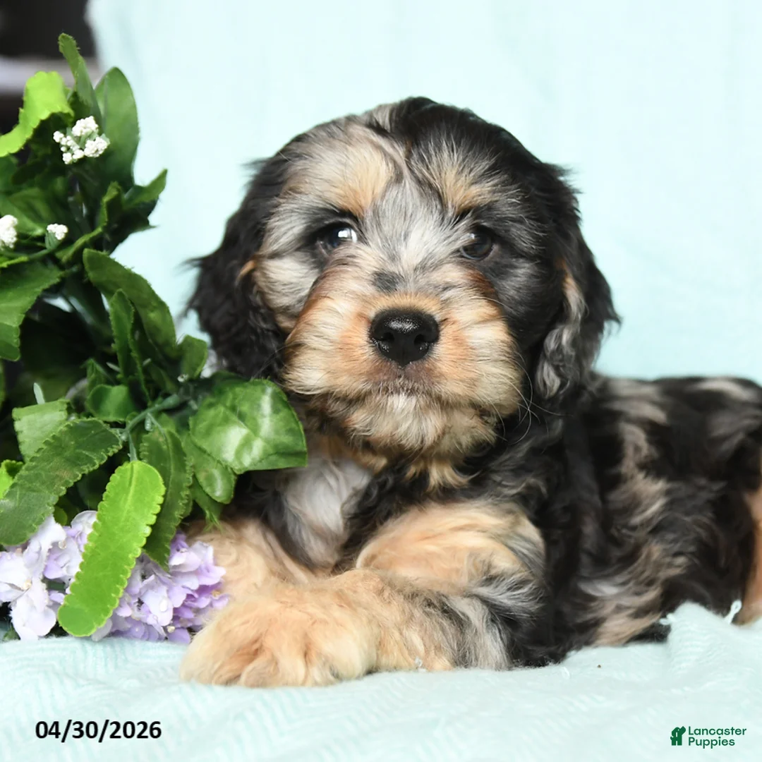 Cavapoo dogs for sale: Eliot - Ad 5