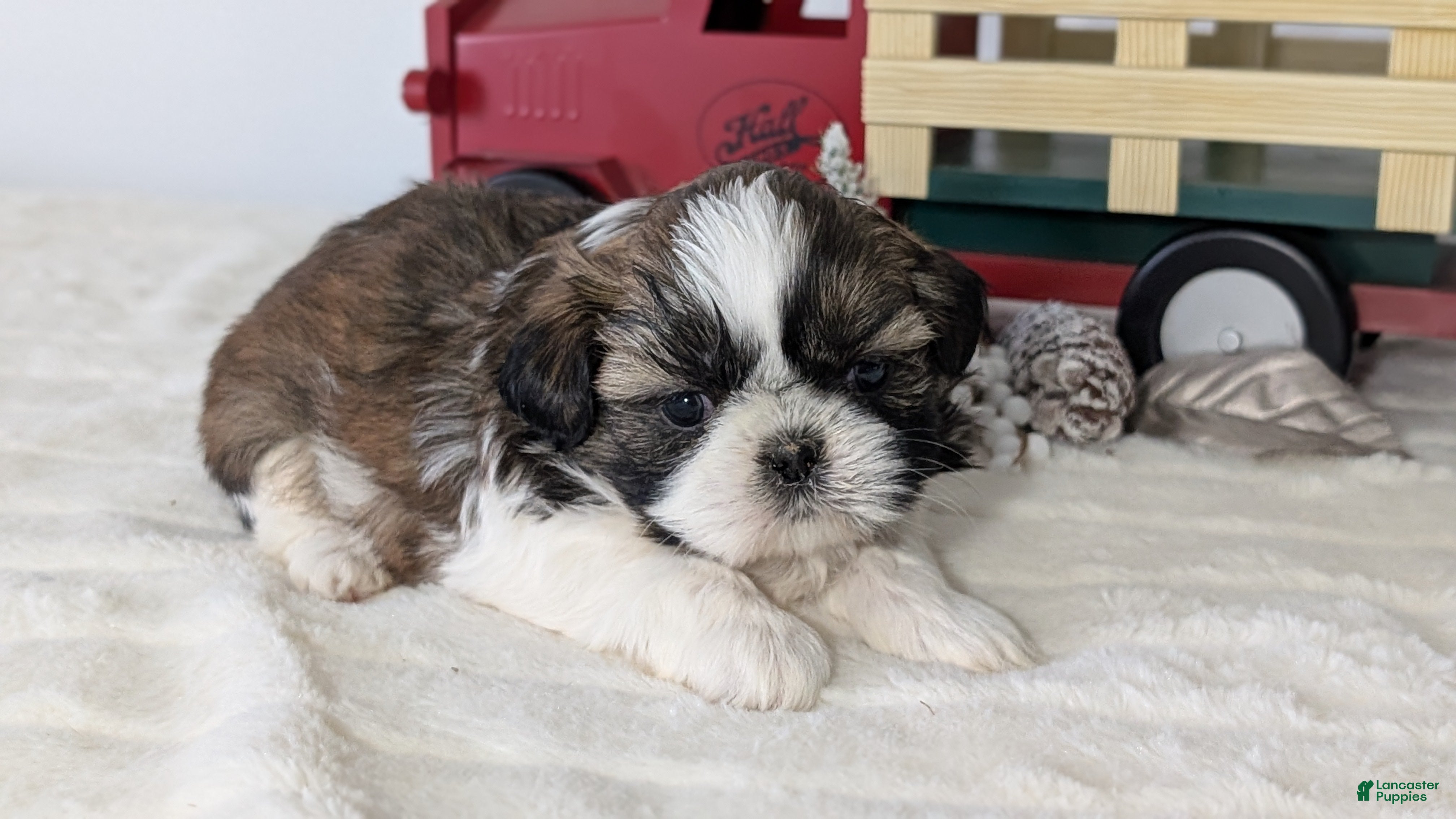 Shih Tzu dogs Turbo - Ad 6