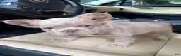 French Bulldog dogs for sale: French Bulldog 3 - Ad 4