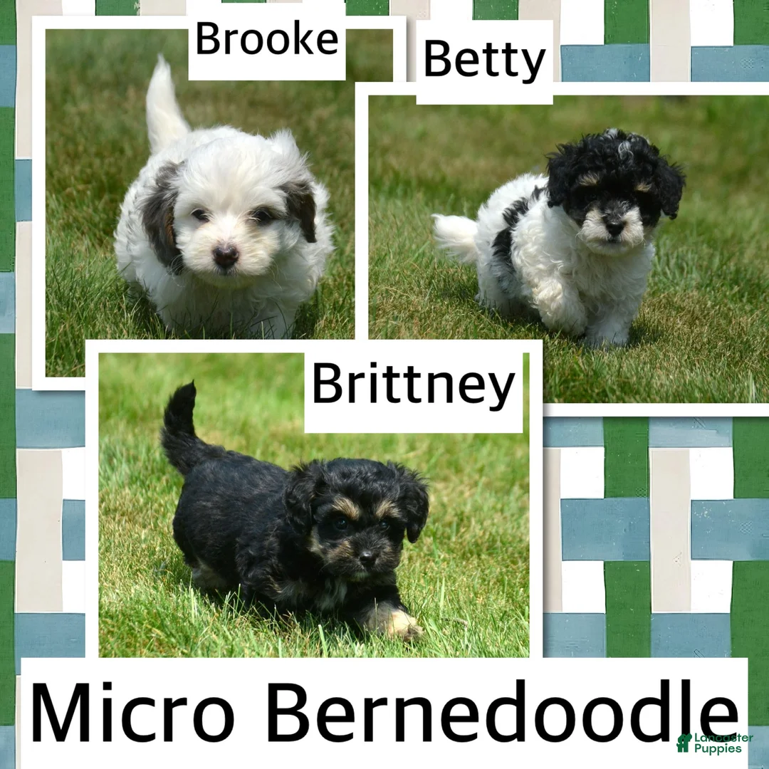 Bernedoodle dogs for sale: Barkley Bernedoodle 2 - Ad 9