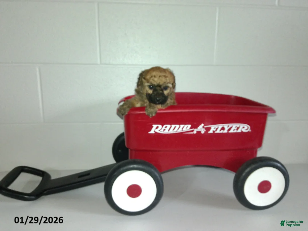 Yorkiepoo dogs for sale: Cody - Ad 8