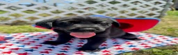 Labrador Retriever dogs for sale: Sparky - Ad 4