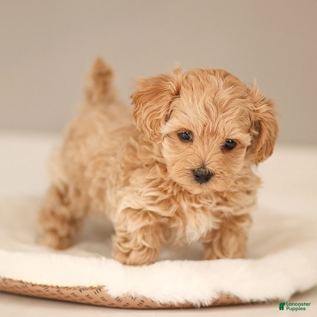 Maltipoo dogs for sale: Luca Maltipoo Puppy  - Ad 3