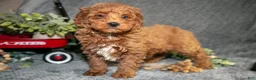 Miniature Poodle dogs for sale: Bud - Ad 1