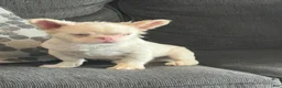 French Bulldog dogs for sale: Pink Pookie - Ad 10