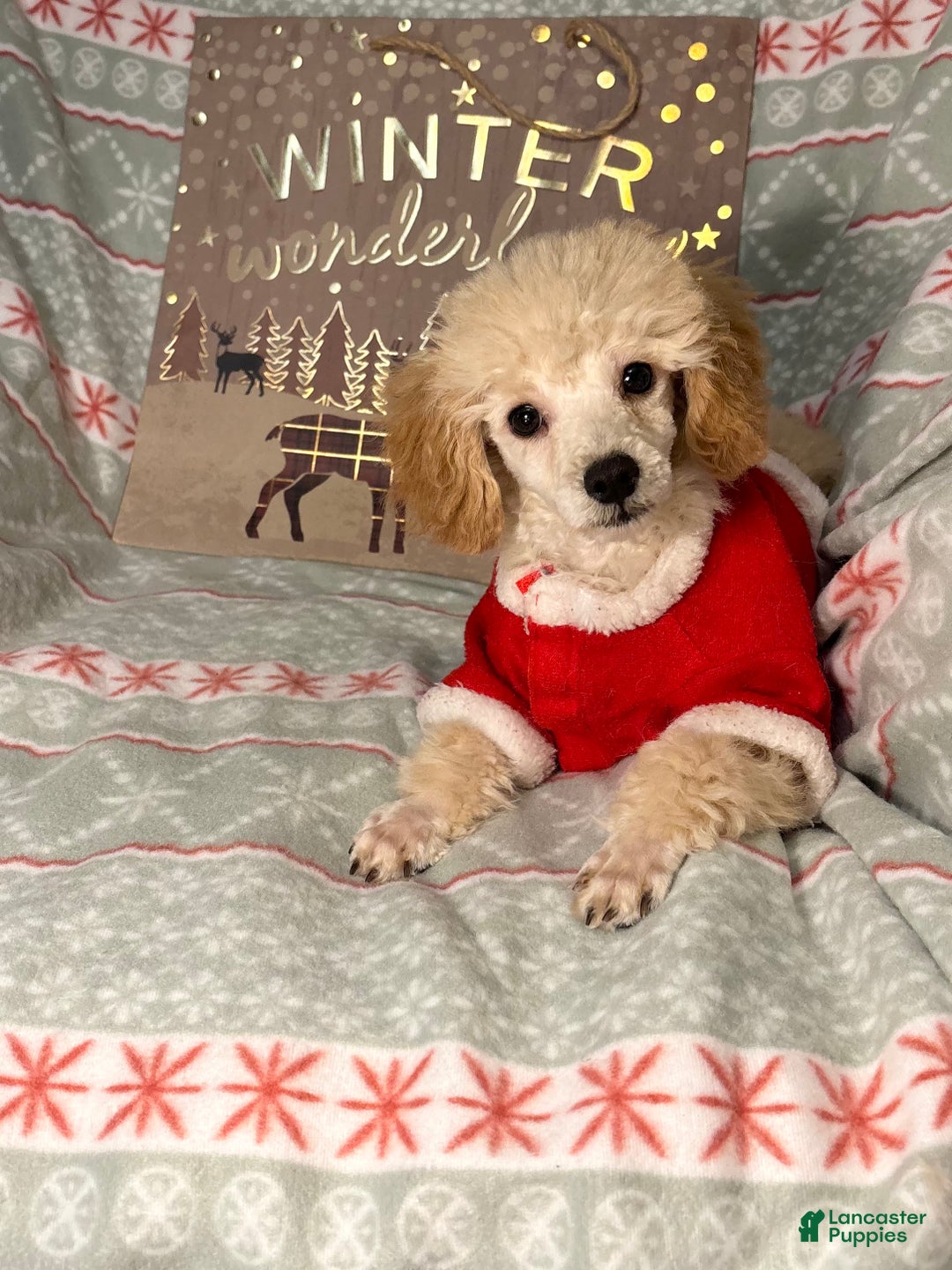 Toy Poodle dogs for sale: Yodel  - Ad 2