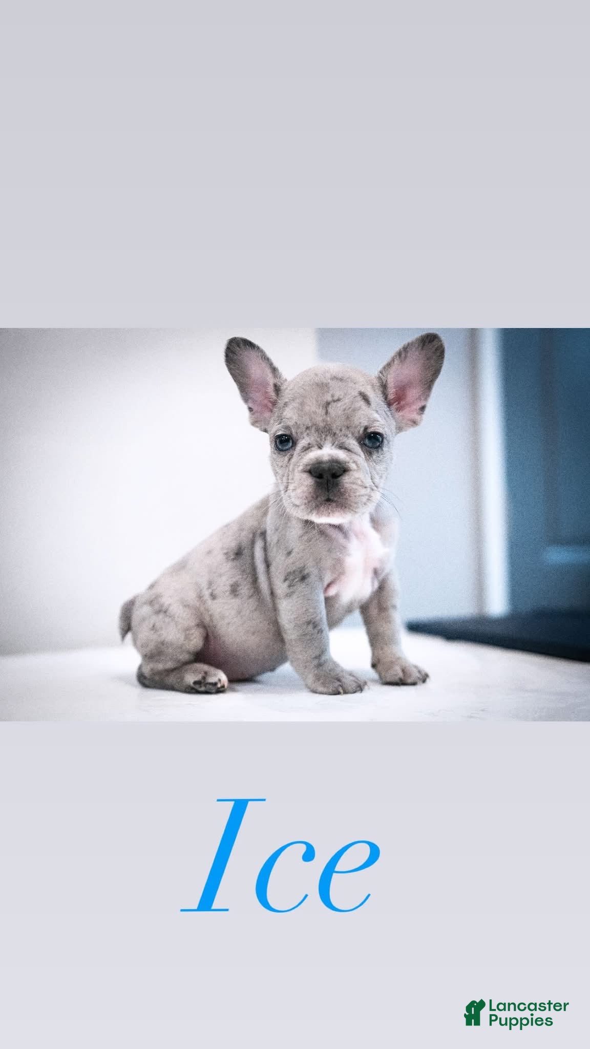 French Bulldog dogs Ice - Ad 28