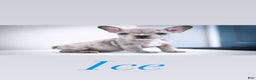 French Bulldog dogs for sale: Ice - Ad 1