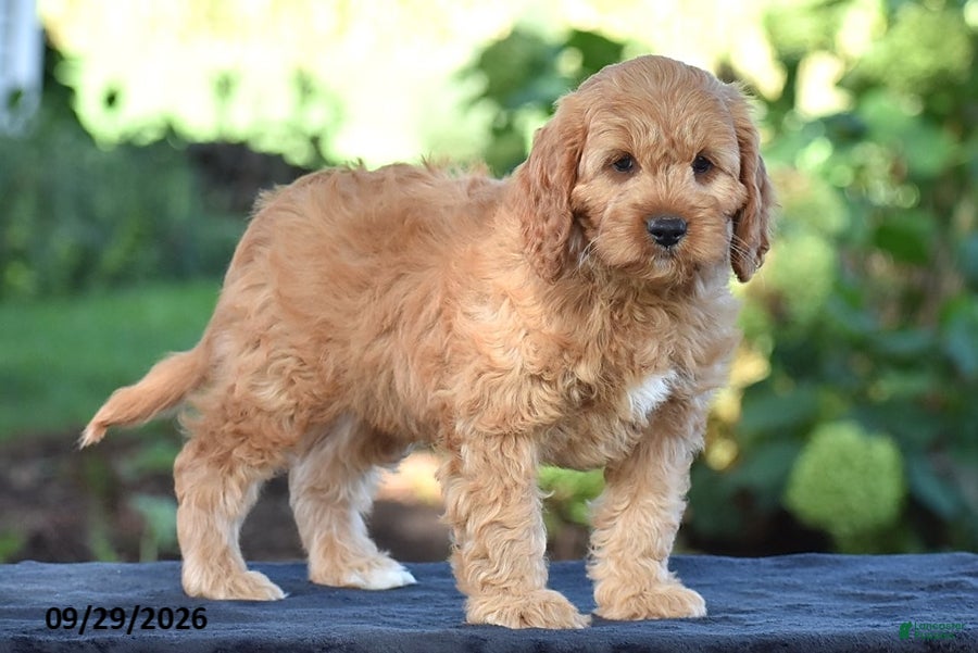 Cavapoo dogs Carson - Ad 2