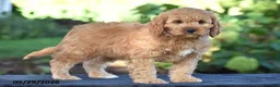 Cavapoo dogs for sale: Carson - Ad 2