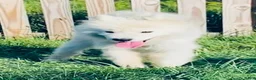 Samoyed dogs for sale: Samoyed 1 - Ad 4