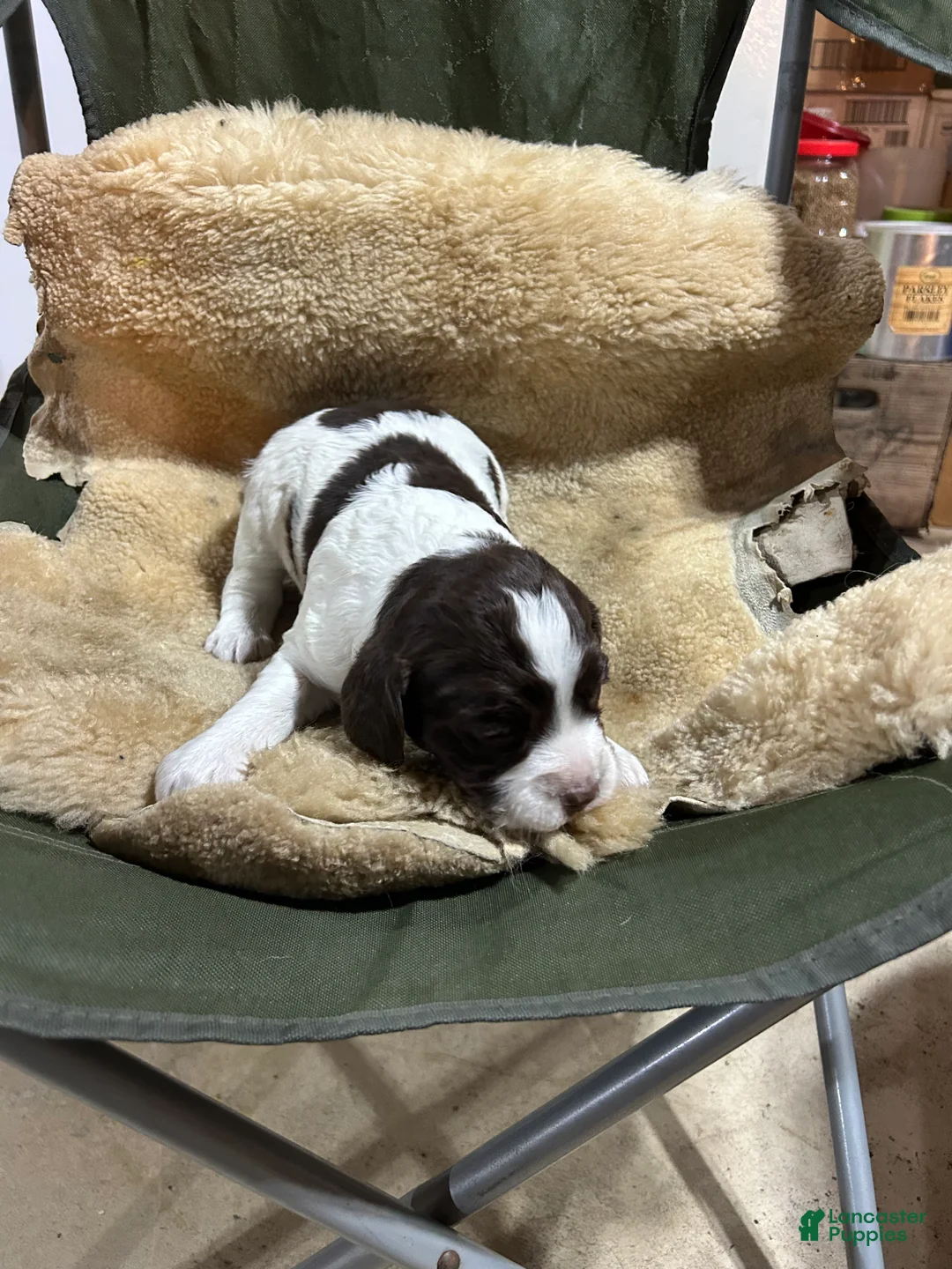 English Springer Spaniel dogs for sale: English Springer Spaniel Puppy 6 - Ad 1