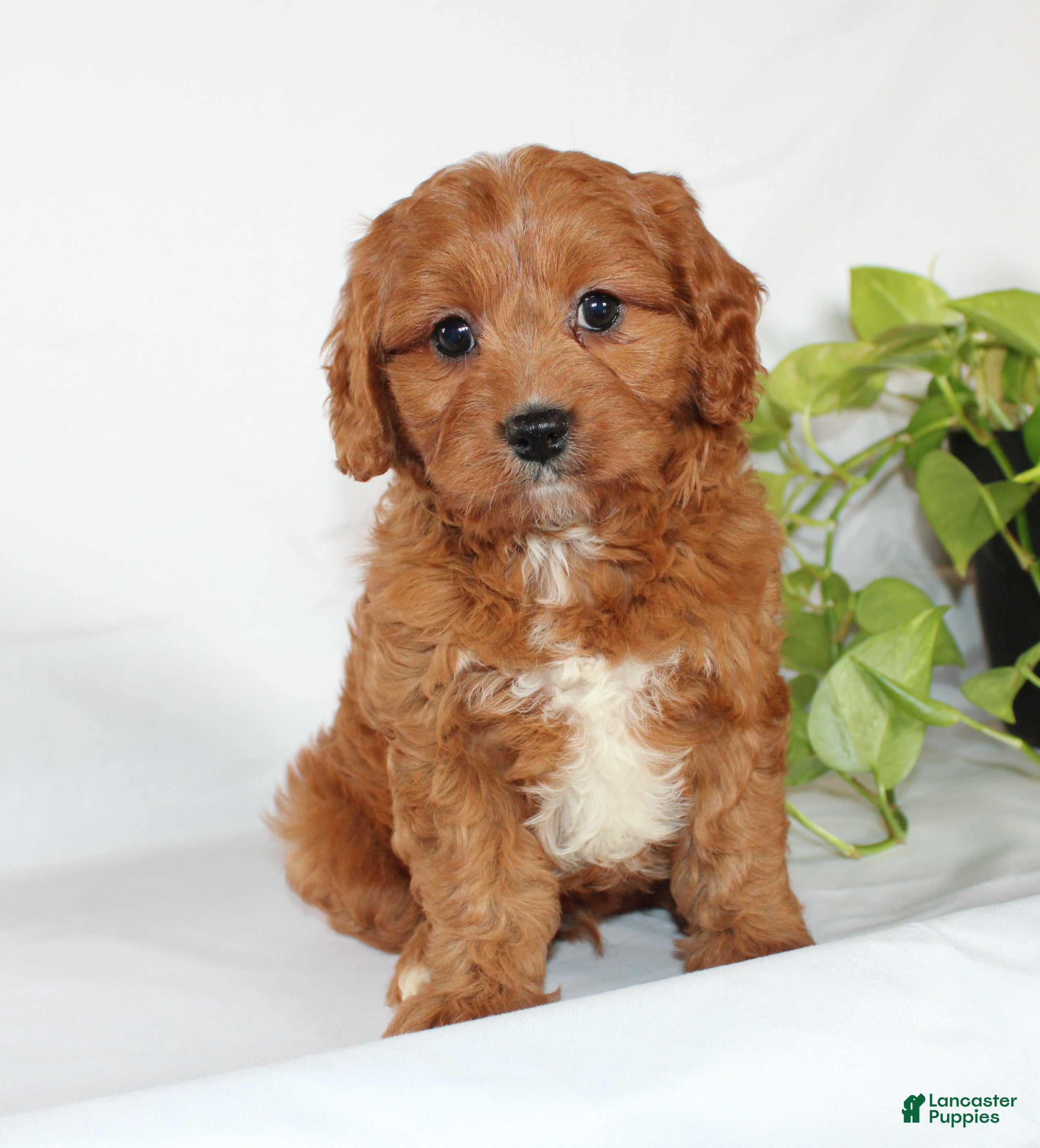 Cavapoo dogs Cooper - Ad 2