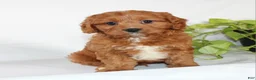Cavapoo dogs for sale: Cooper - Ad 1