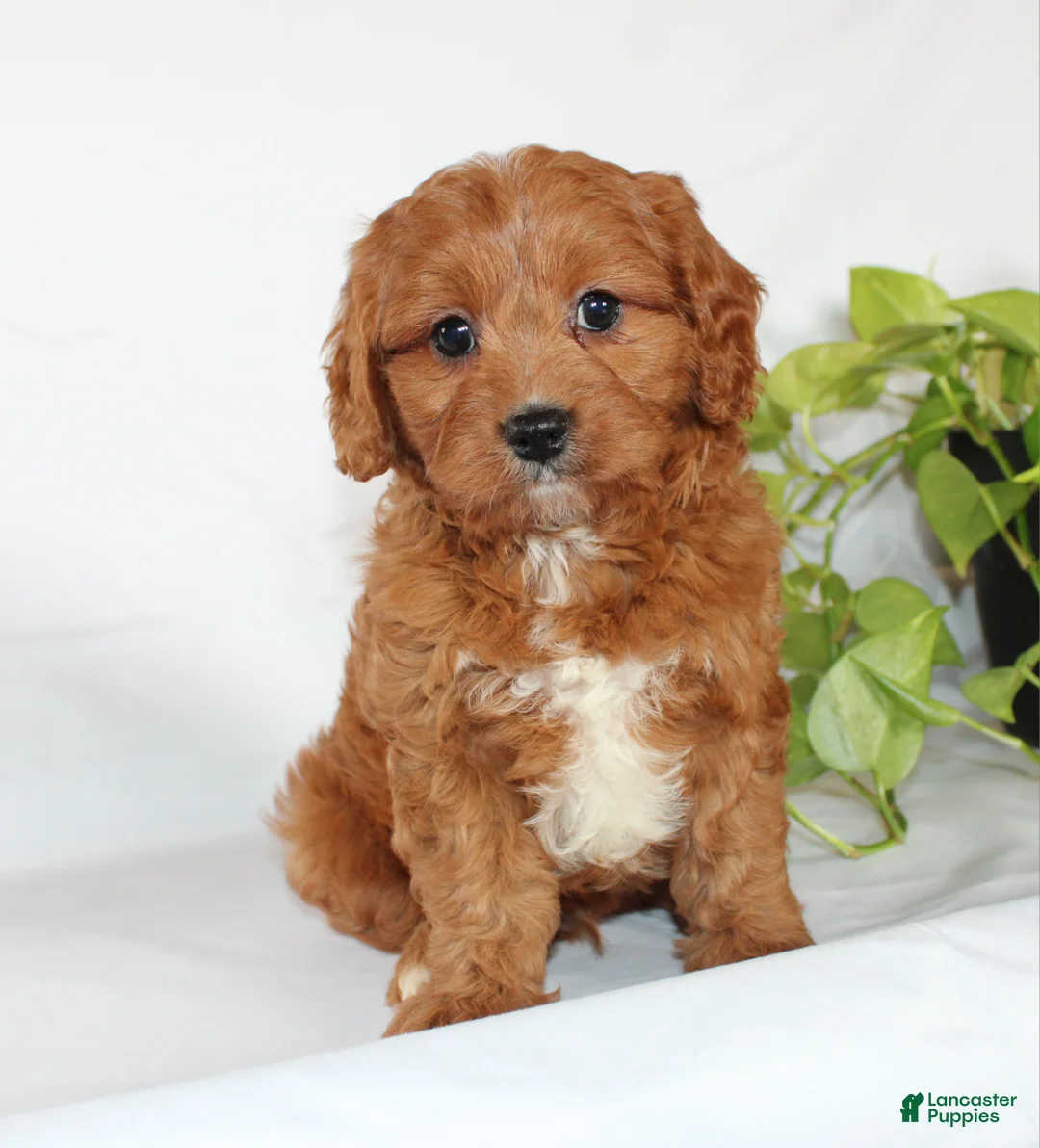 Cavapoo dogs for sale: Cooper - Ad 1