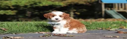 Cavapoo dogs for sale: Pumpkin - Ad 5