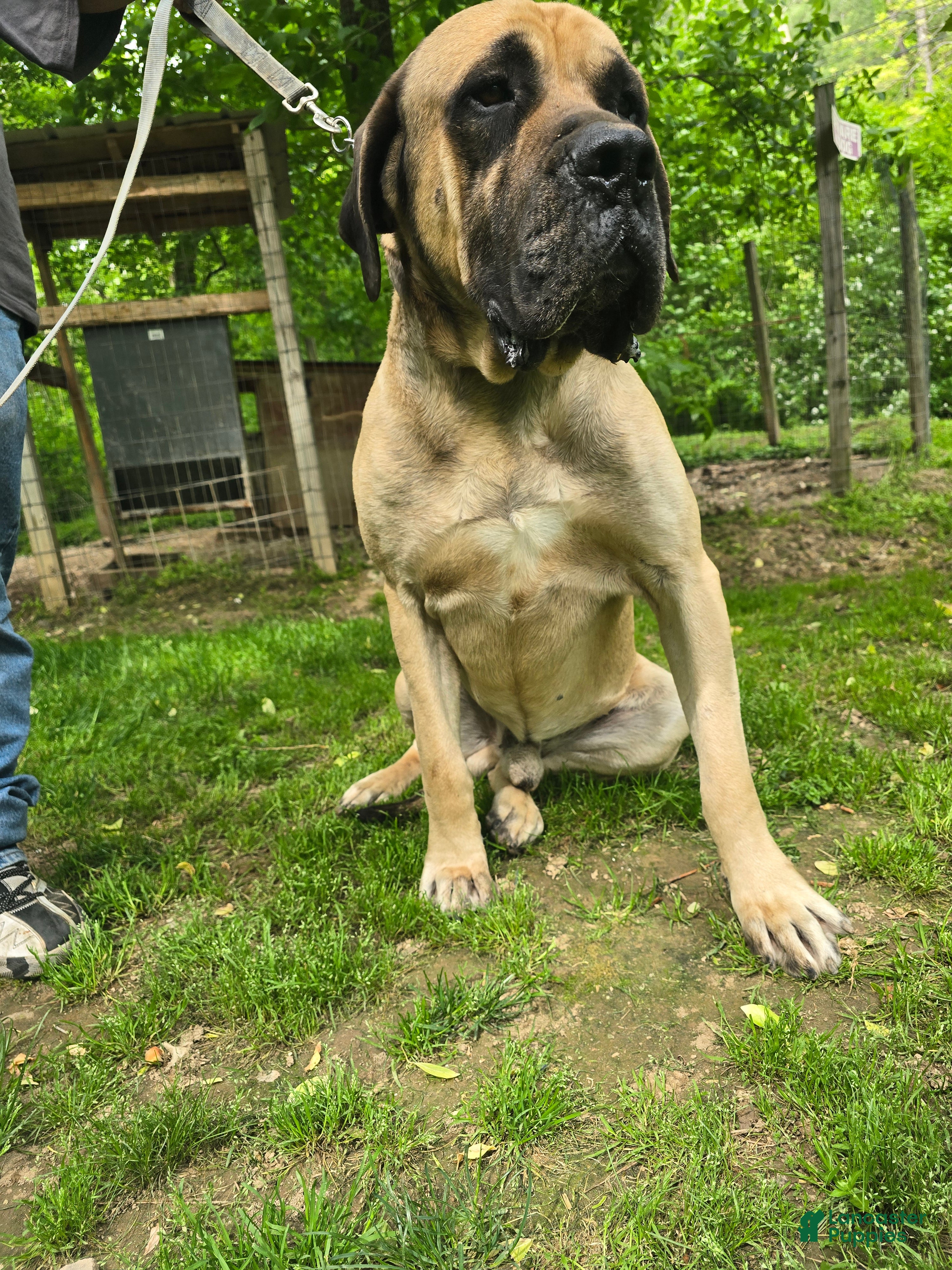 Sarge