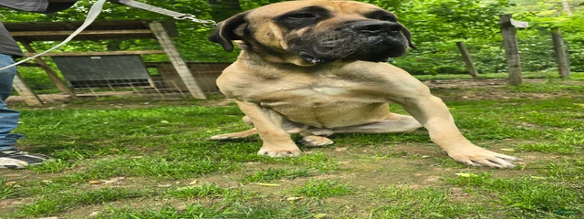 Sarge