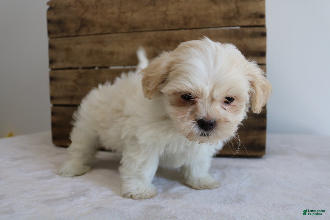 Maltipoo dogs for sale: Katy - Ad 6