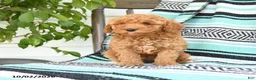 Miniature Poodle dogs for sale: Tamie - Ad 5