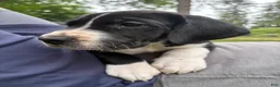 Great Dane dogs for sale: Dozer  - Ad 5