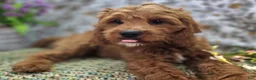 Cavapoo dogs for sale: Iceberg - Ad 18