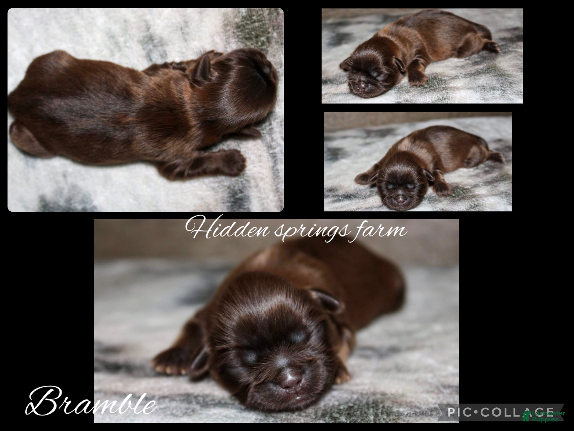 Shih Tzu dogs Bramble  - Ad 11