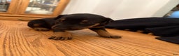 Doberman Pinscher dogs for sale: Oakleee - Ad 2