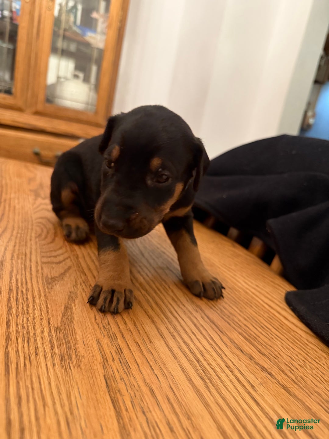 Doberman Pinscher dogs for sale: Oakleee - Ad 2