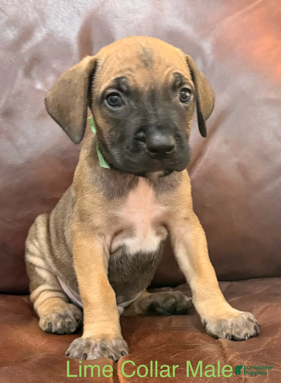 Cane Corso dogs for sale: Cane Corso Puppy Male Lime Collar  - Ad 2