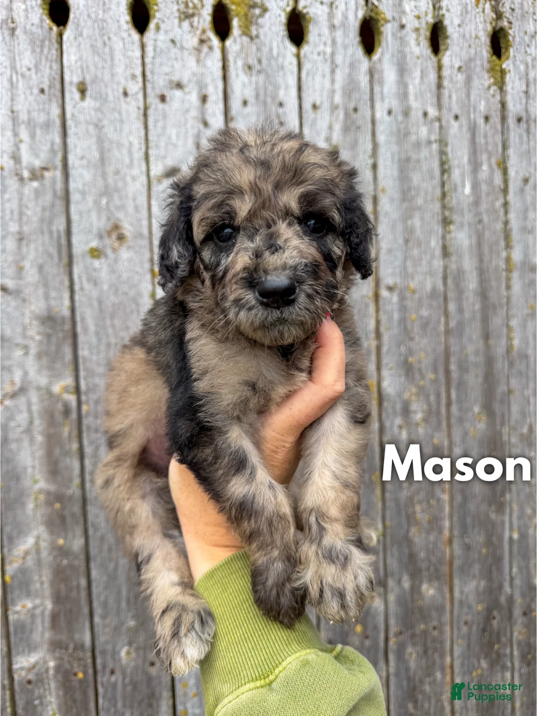Goldendoodle dogs for sale: Mason - Standard F1b - Ad 2