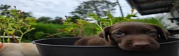 Labrador Retriever dogs for sale: Lucy - Ad 3