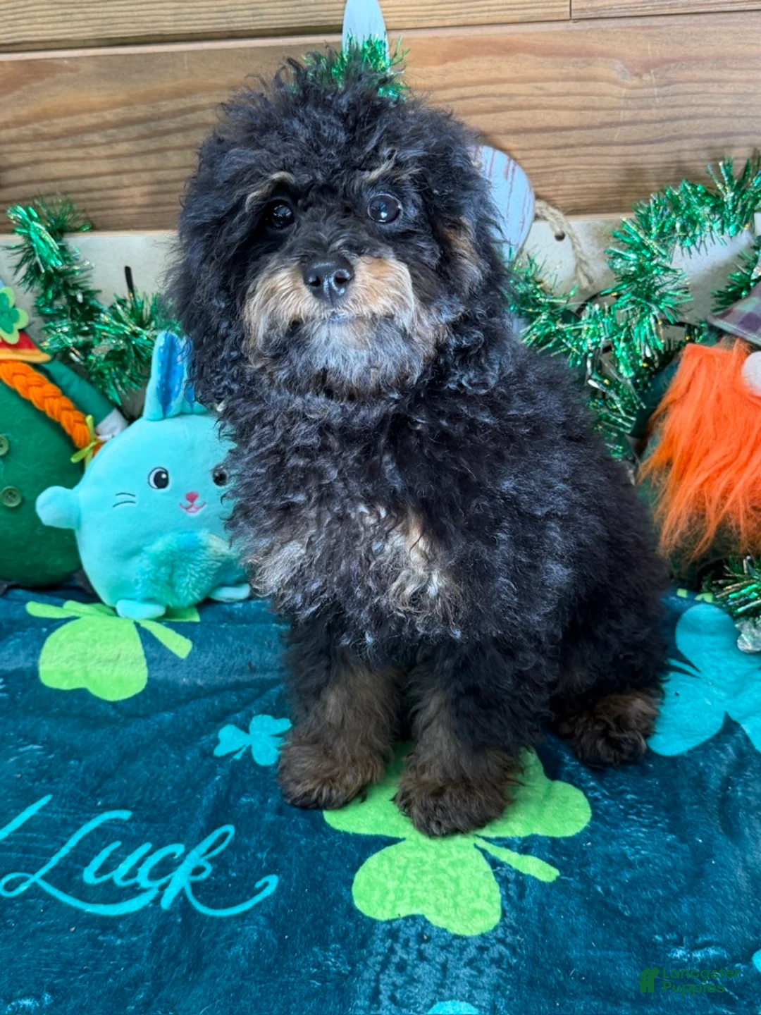 Cockapoo dogs for sale: Benny - Ad 2