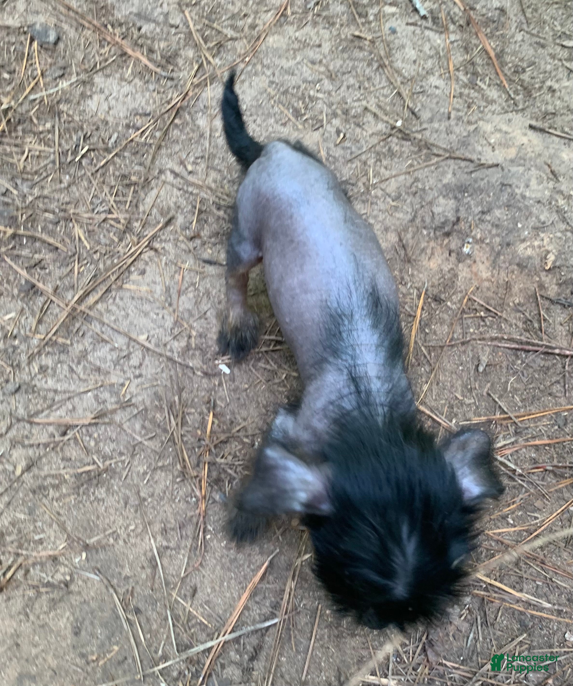 Chinese Crested dogs Chinese Crested 4 - Ad 2