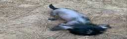 Chinese Crested dogs for sale: Chinese Crested 4 - Ad 2