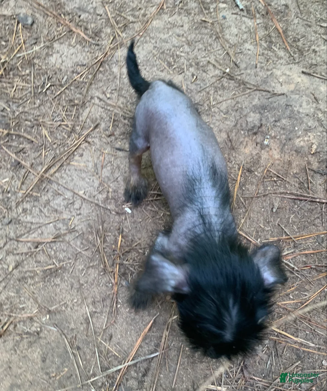 Chinese Crested dogs for sale: Chinese Crested 4 - Ad 2