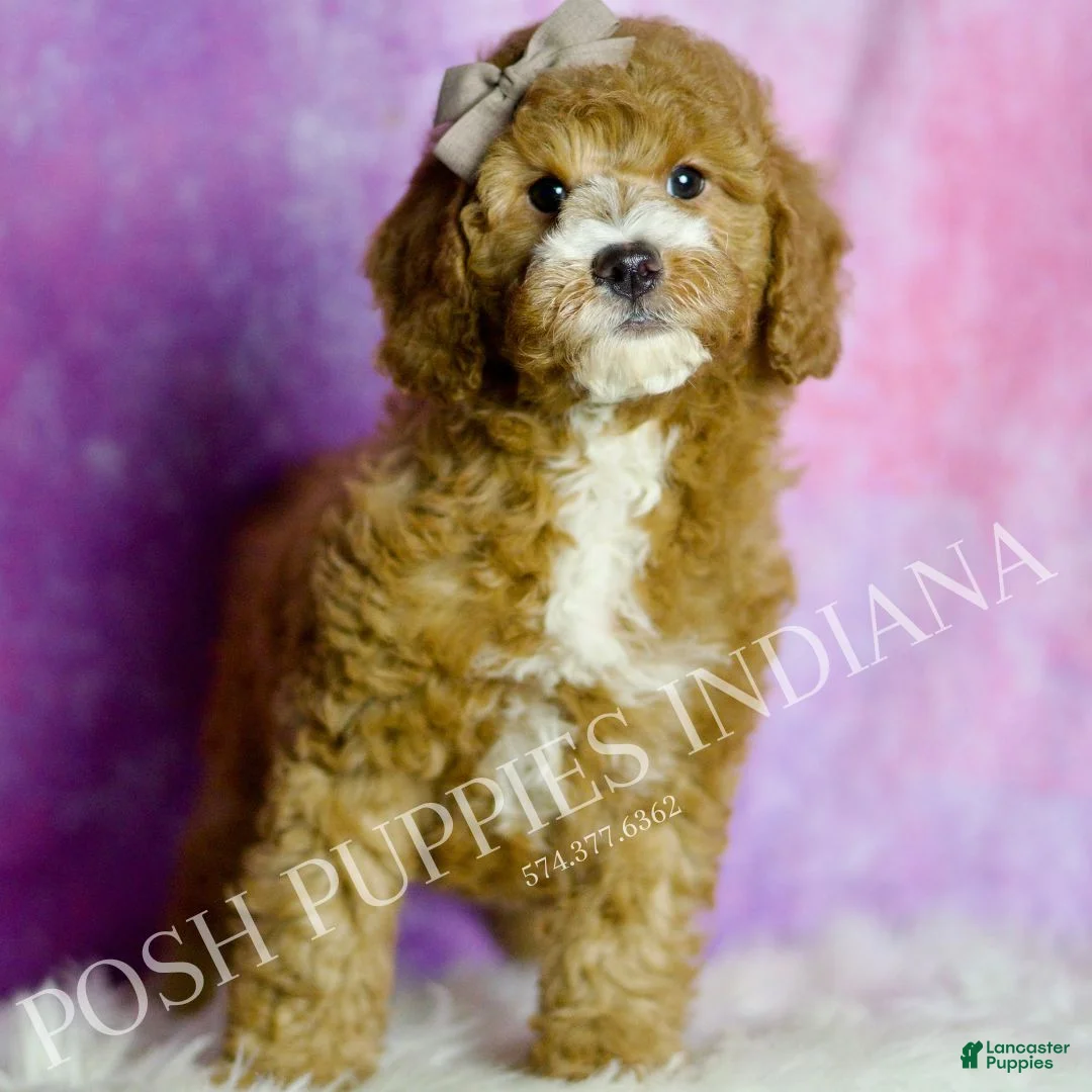 Mini Goldendoodle dogs for sale: Frodo - Ad 2