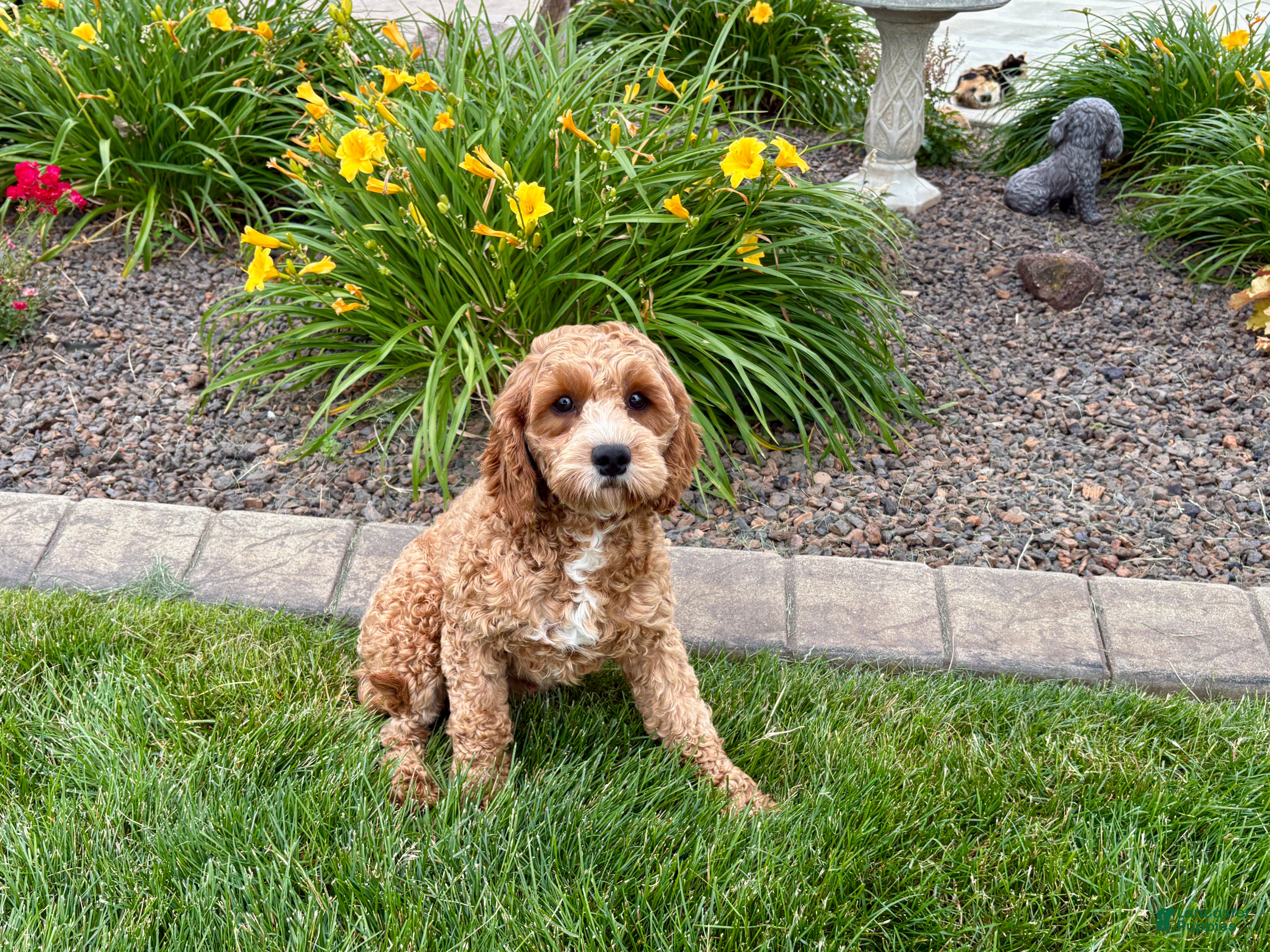 Cavapoo dogs Henry F1 - Ad 1