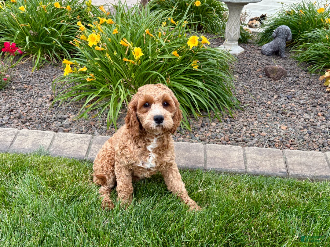 Cavapoo dogs for sale: Henry F1 - Ad 1