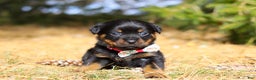 Rottweiler dogs for sale: Roxie - Ad 3