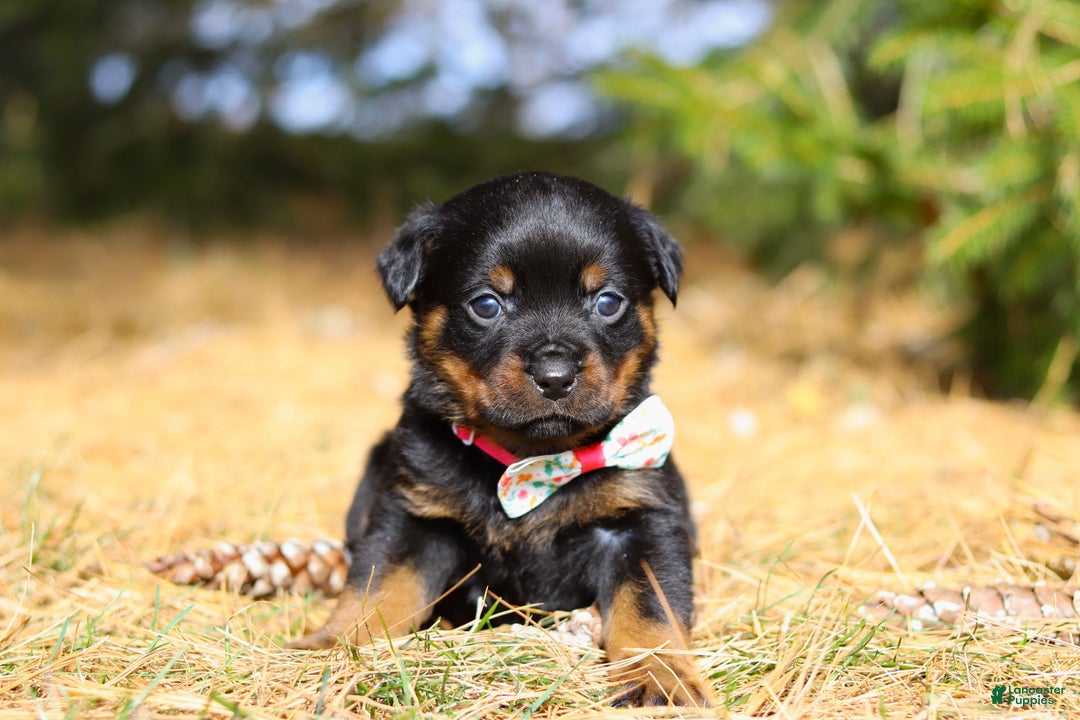 Rottweiler dogs for sale: Roxie - Ad 3