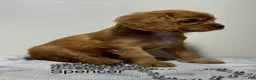 Cavapoo dogs for sale: Spencer Cavapoo  - Ad 5